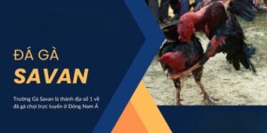 Đá gà Savan