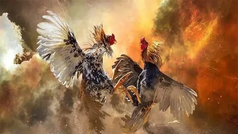 Lợi Ích Khi Tham Gia Đá Gà RIKVIP